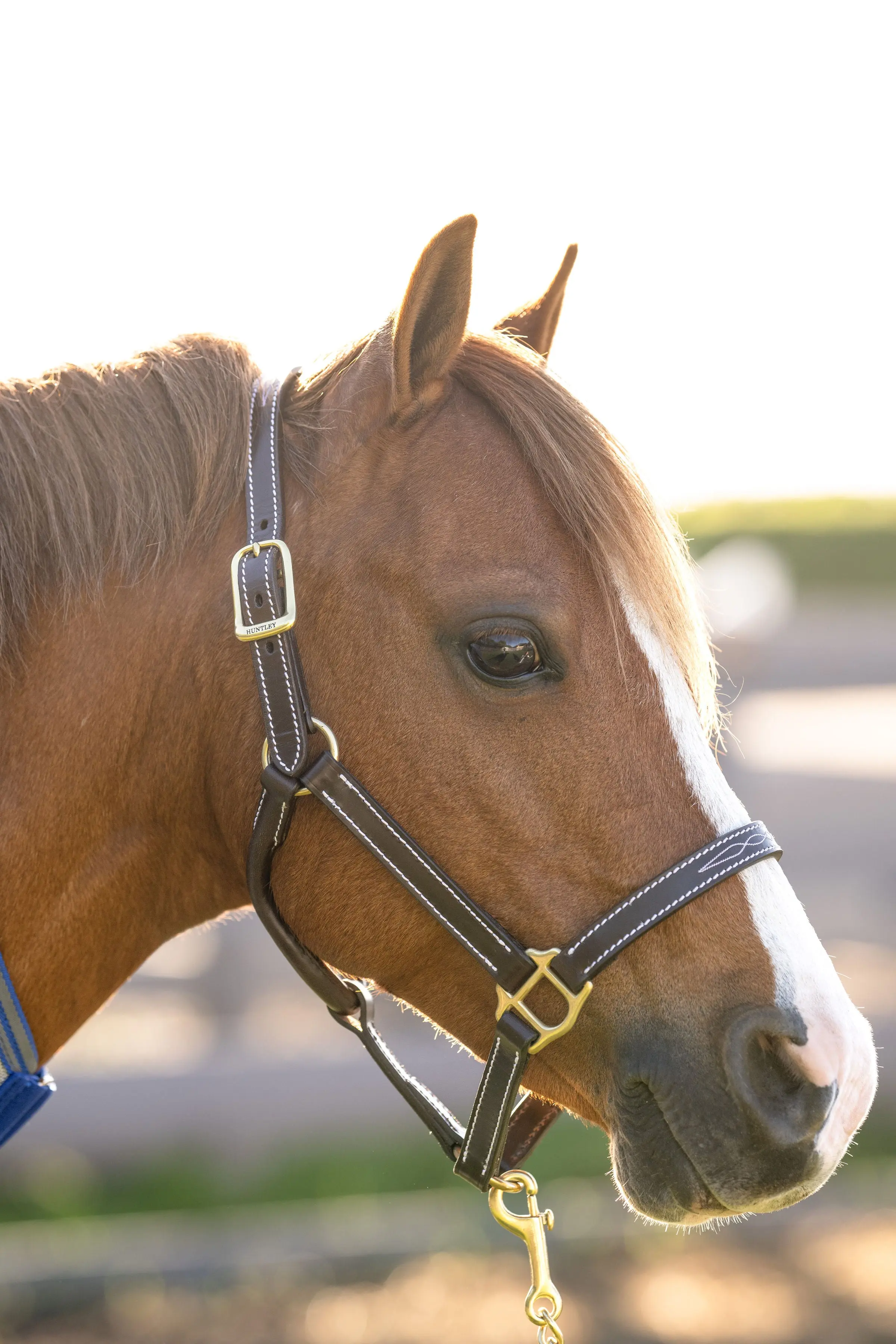 Huntley Equestrian Fancy Stitched Adjustable Premium Leather Pony Halter with Brass Hardware - Image 4