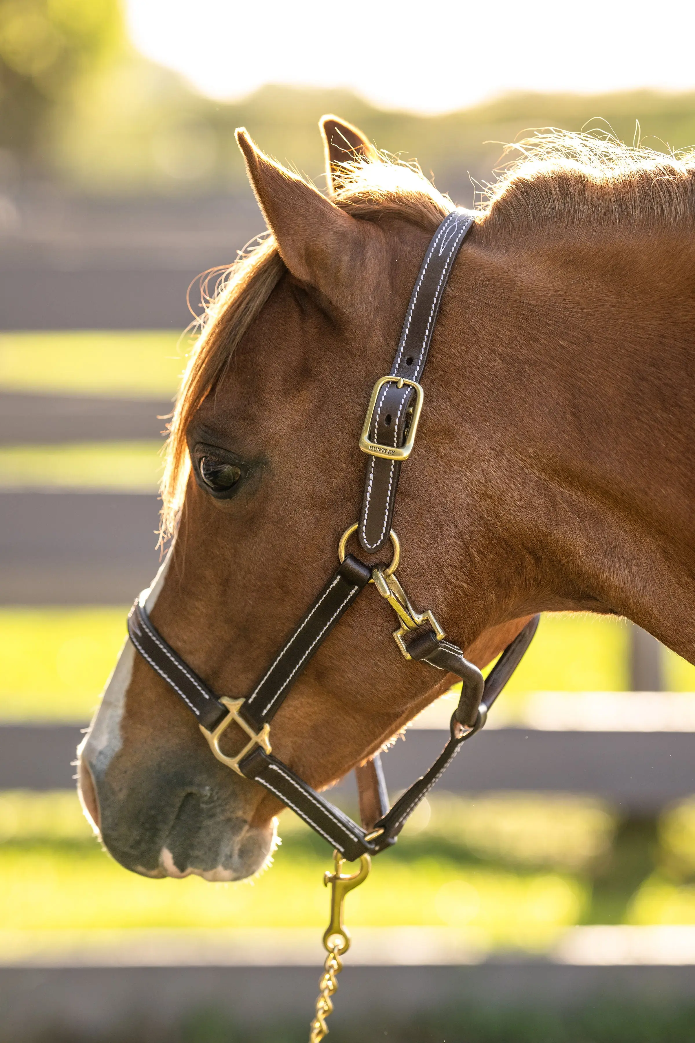 Huntley Equestrian Fancy Stitched Adjustable Premium Leather Pony Halter with Brass Hardware - Image 5