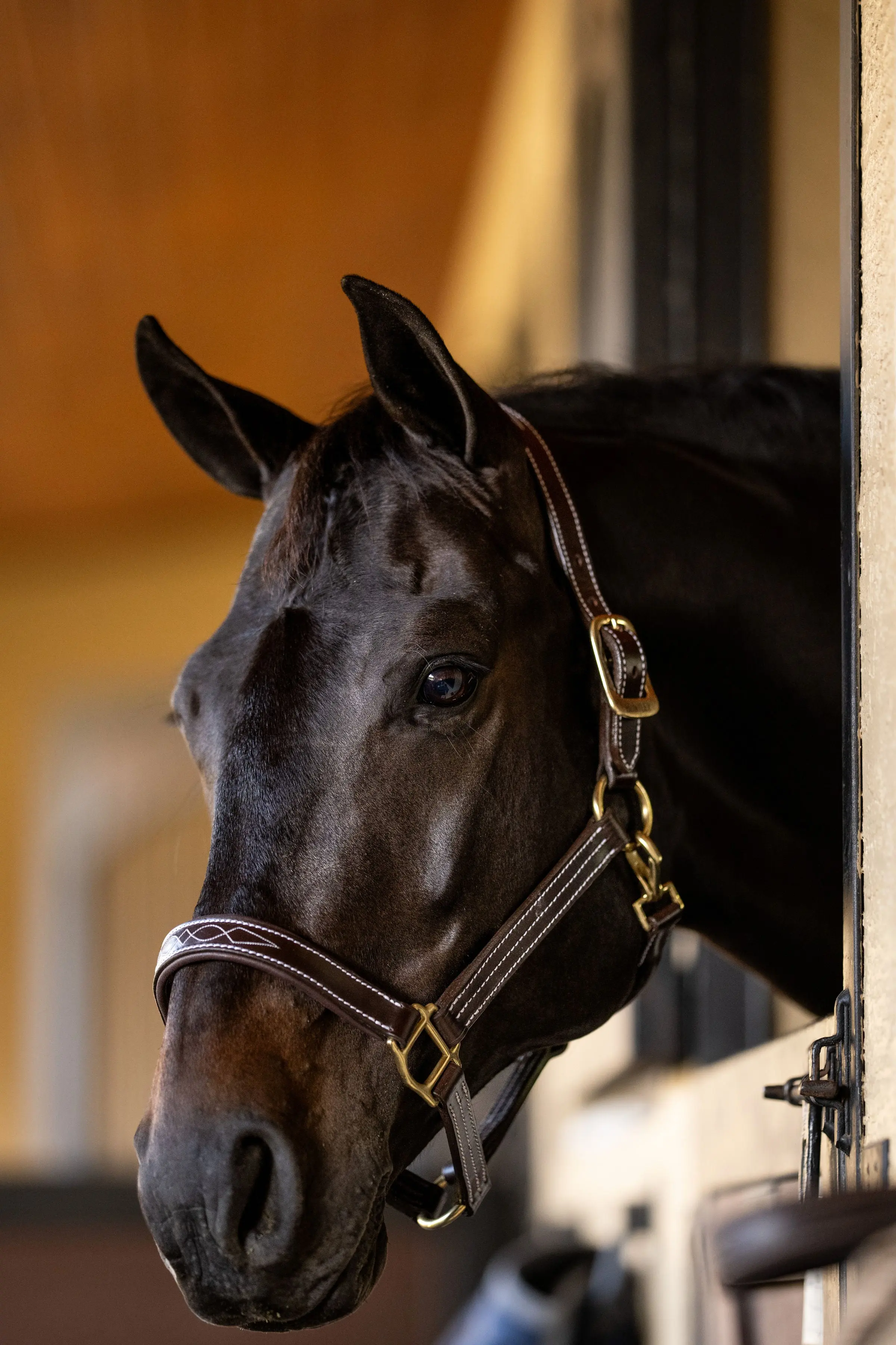 Huntley Equestrian Fancy Stitched Premium Leather Padded Halter - Image 4
