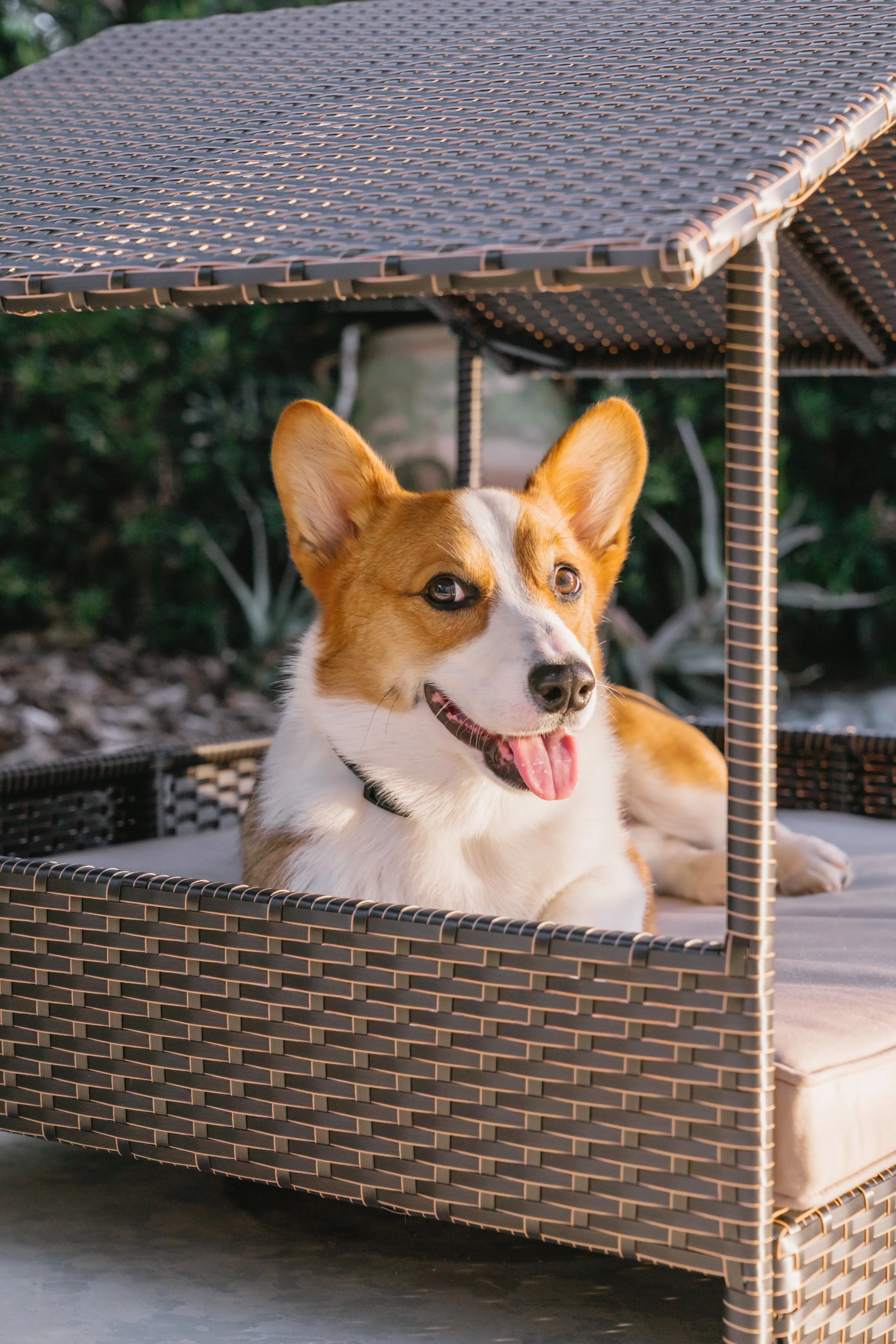 Huntley Pet Rattan Wicker Indoor Outdoor Cabana Raised Pet Bed - Image 4